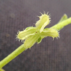 Pectocarya penicillata