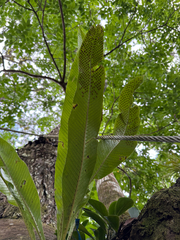 Niphidium crassifolium, photograph (c) Matteo Bellucci, some rights reserved (CC BY)