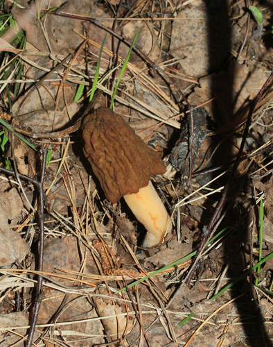 Verpa bohemica — (c) Oleg Kosterin, some rights reserved (CC BY)