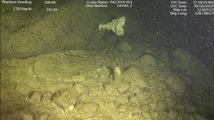 Aphrocallistidae