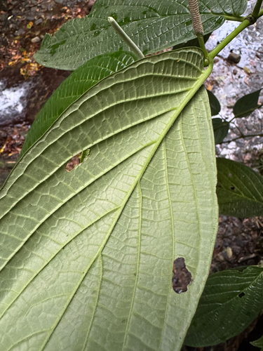 Piper hispidum, photograph 6