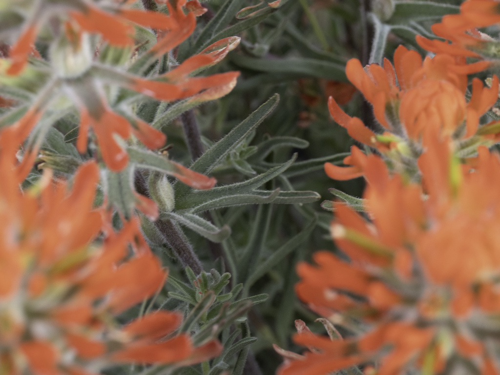 Castilleja chromosa; photograph (c) Lew Jones, some rights reserved (CC BY)