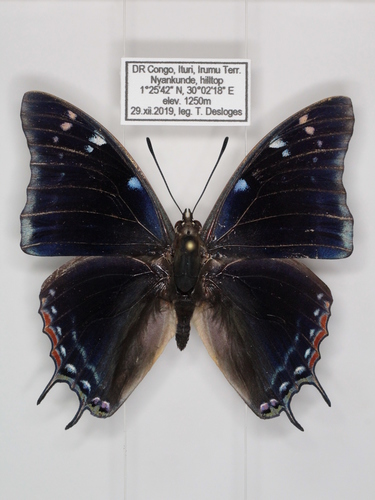 Greater Savannah Black Demon