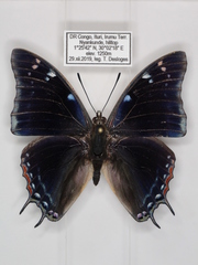 Charaxes viola picta