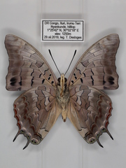 Charaxes viola picta