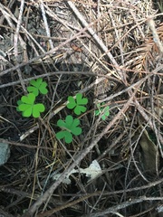Oxalis suksdorfii