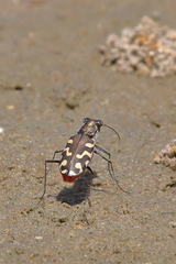 Cicindela carthagena