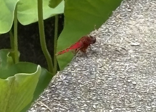 Crocothemis servilia mariannae