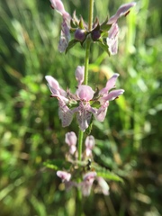 Stachys rigida rigida