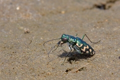 Cicindela carthagena