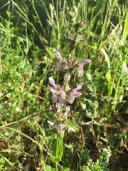 Stachys rigida rigida