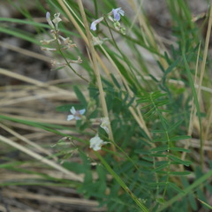 Astragalus silvisteppaceus