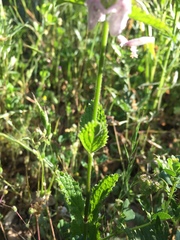 Stachys rigida rigida