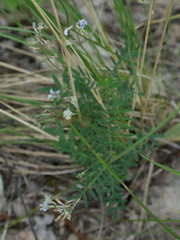 Astragalus silvisteppaceus