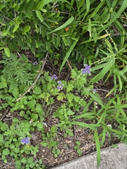 (c) Jason Layman, some rights reserved (CC BY-SA) Phacelia congesta, photograph (c) Jason Layman, some rights reserved (CC BY-SA)