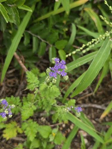 Phacelia congesta, photograph 2