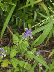 (c) Jason Layman, some rights reserved (CC BY-SA) Phacelia congesta, photograph (c) Jason Layman, some rights reserved (CC BY-SA)