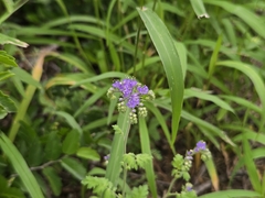 (c) Jason Layman, some rights reserved (CC BY-SA) Phacelia congesta, photograph (c) Jason Layman, some rights reserved (CC BY-SA)