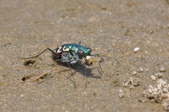 Cicindela carthagena