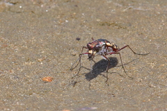 Cicindela carthagena