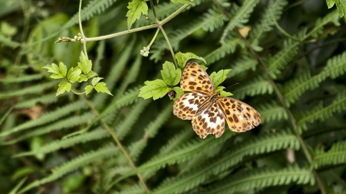 Beautiful Leopard