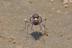 Cicindela carthagena