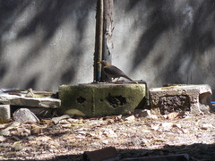Turdus rufitorques