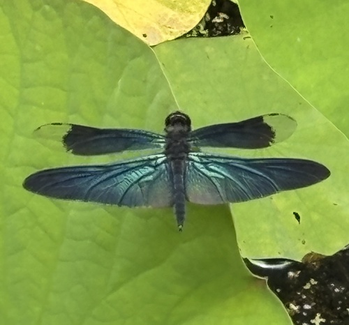 Butterfly Flutterer