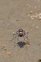 Cicindela carthagena