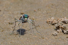 Cicindela carthagena