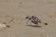 Cicindela carthagena