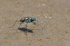 Cicindela carthagena