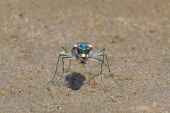 Cicindela carthagena