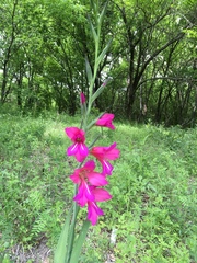 Gladiolus italicus