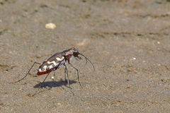 Cicindela carthagena