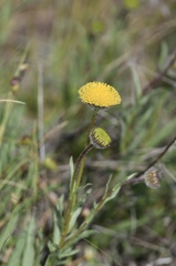 Erigeron supplex