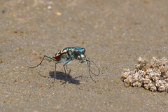 Cicindela carthagena