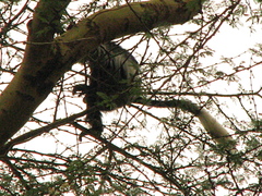 Colobus guereza matschiei