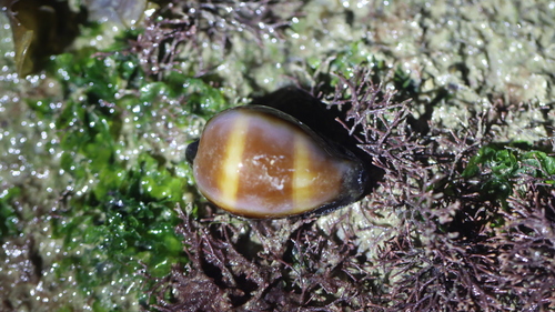Cypraea onyx observed 2026-06-16