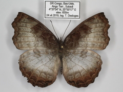 Ariadne enotrea suffusa