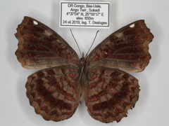 Ariadne enotrea suffusa