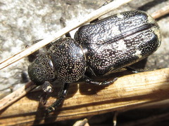 Clinterocera scabrosa