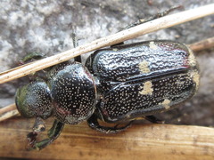 Clinterocera scabrosa