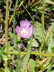 Clarkia prostrata