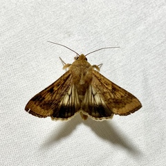 Helicoverpa assulta