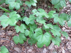 Filipendula glaberrima