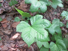 Filipendula glaberrima