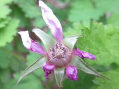 Rubus pungens oldhamii