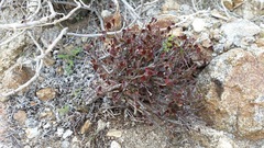 Ayenia compacta
