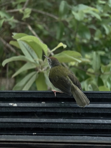 Common Tailorbird